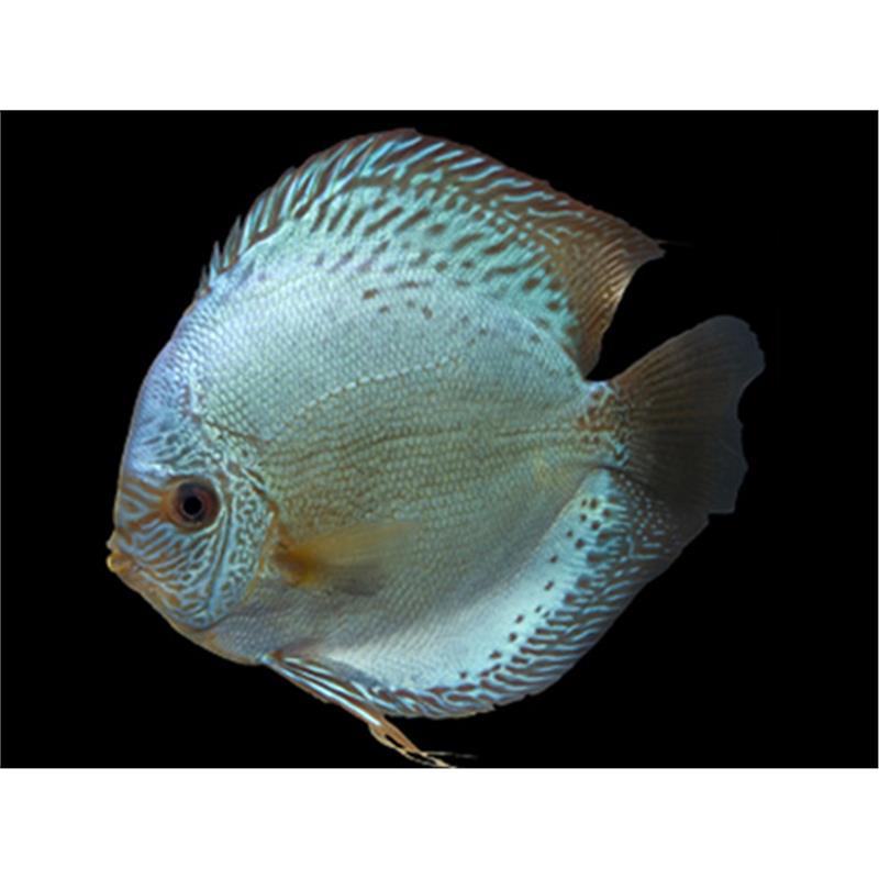 Symphysodon cobalt - imagine 4